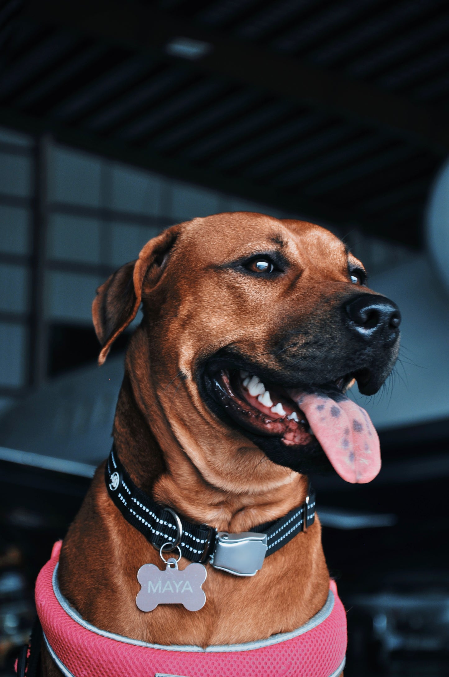 Aerocollar